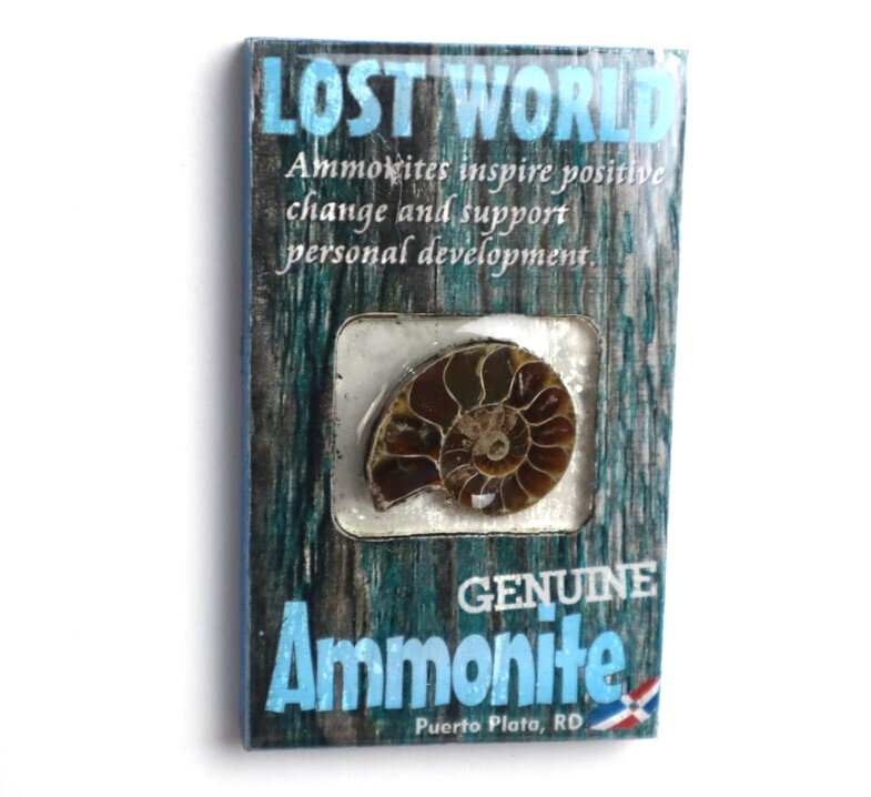 Lost World Ammonite Wood Refrigerator magnet Dominican Rep. Puerto Plata – photo 2