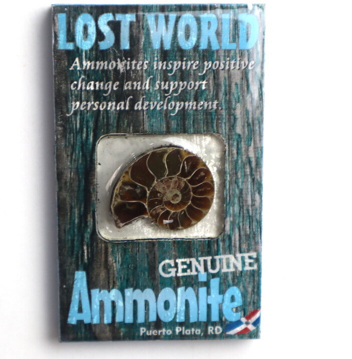 Lost World Ammonite Wood Refrigerator magnet Dominican Rep. Puerto Plata – photo 8
