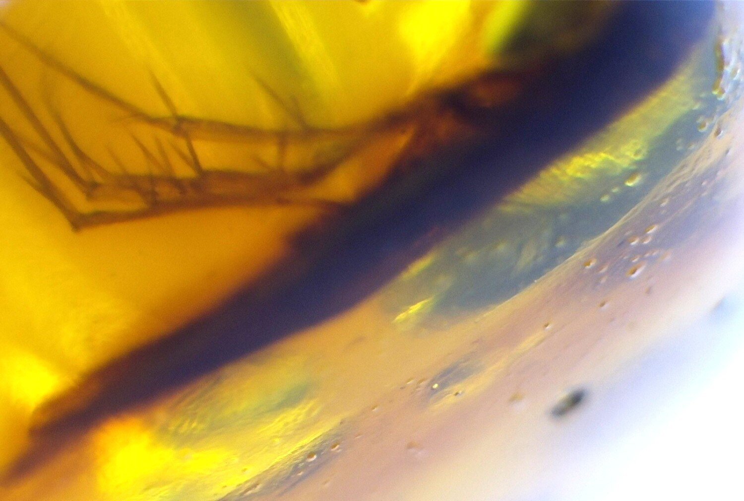 Natural Dominican Amber Insect Fossil – Polished Stone