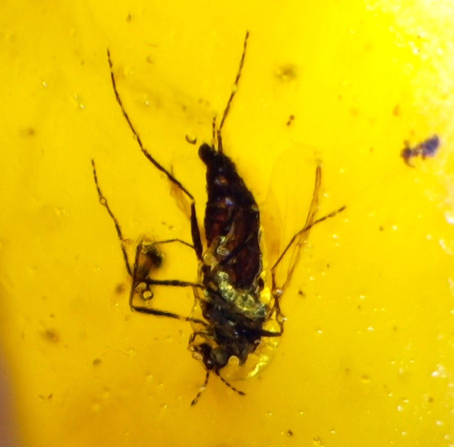 Natural Dominican Amber with Rare Insect Inclusion – 15mm – photo 3