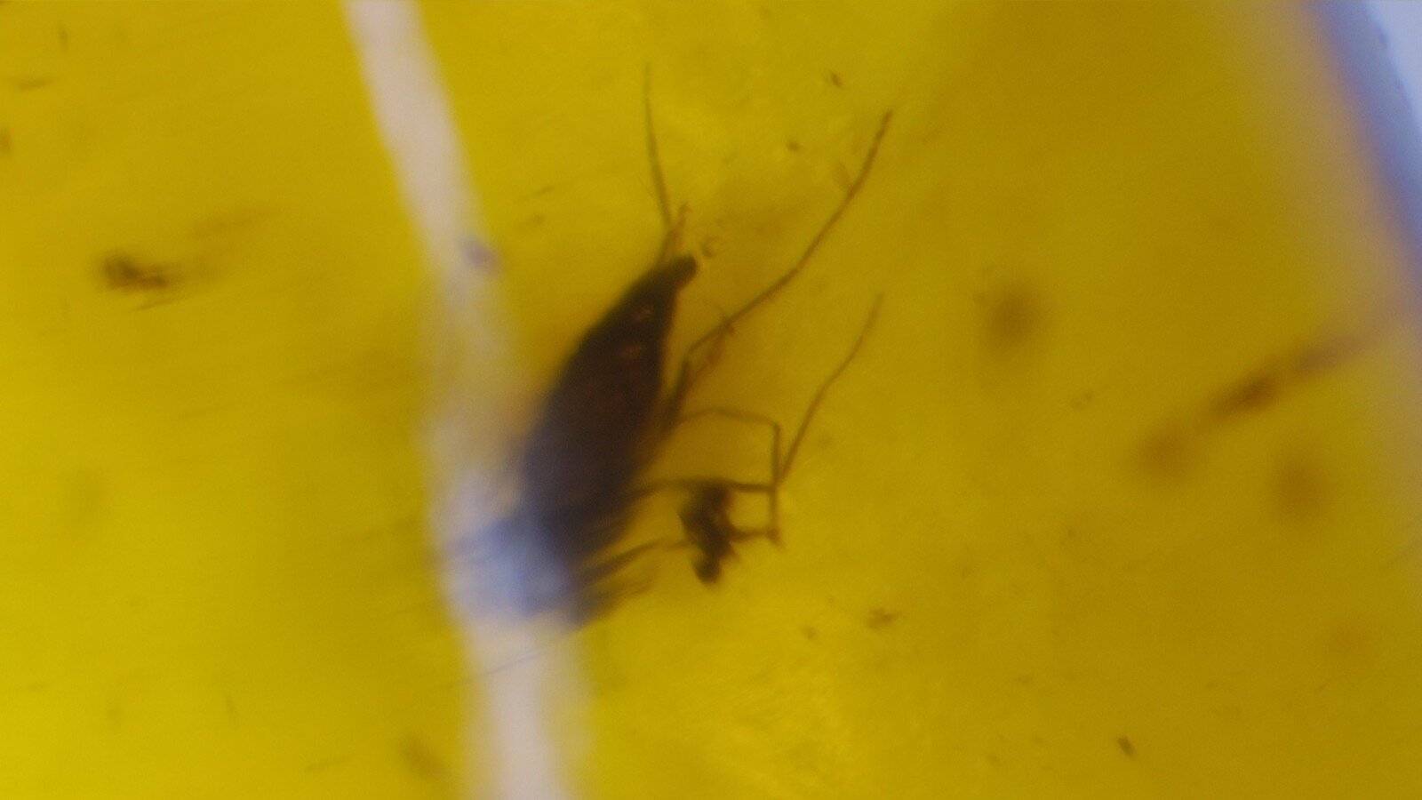 Natural Dominican Amber with Rare Insect Inclusion – 15mm – photo 6
