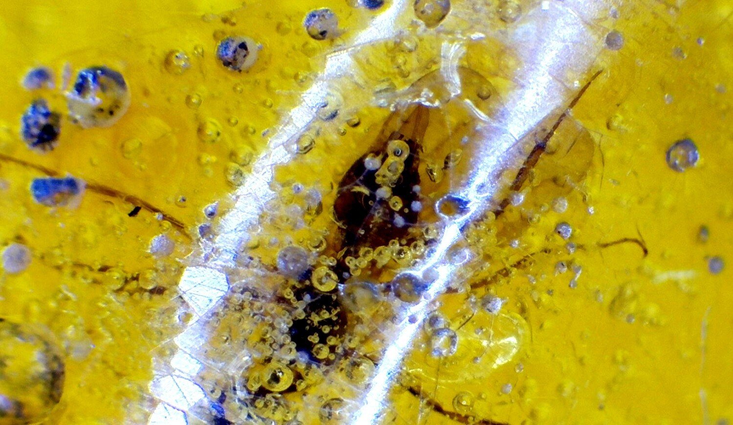 Beautiful Handcrafted Mosquito Inclusion In Amber Fossils/Insects 21mm