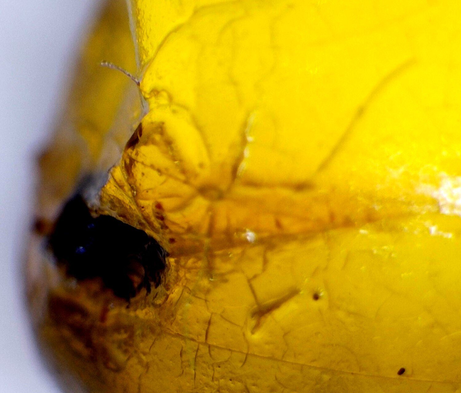 Natural Elegant Mosquito Inclusion In Amber Fossils/Insects 14mm – photo 4