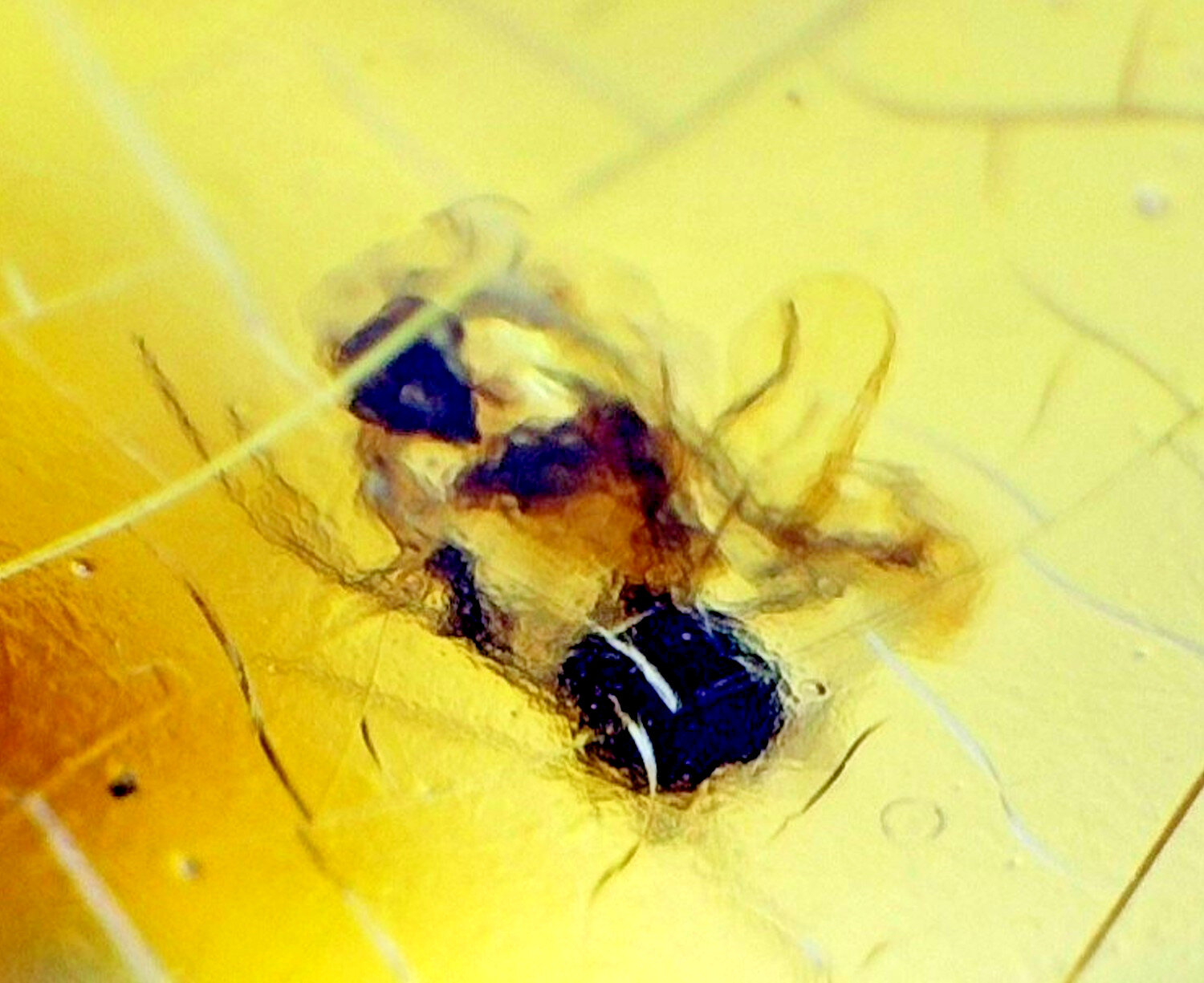 Artisan Polished Mosquito Inclusion In Amber Fossils/Insects 18mm