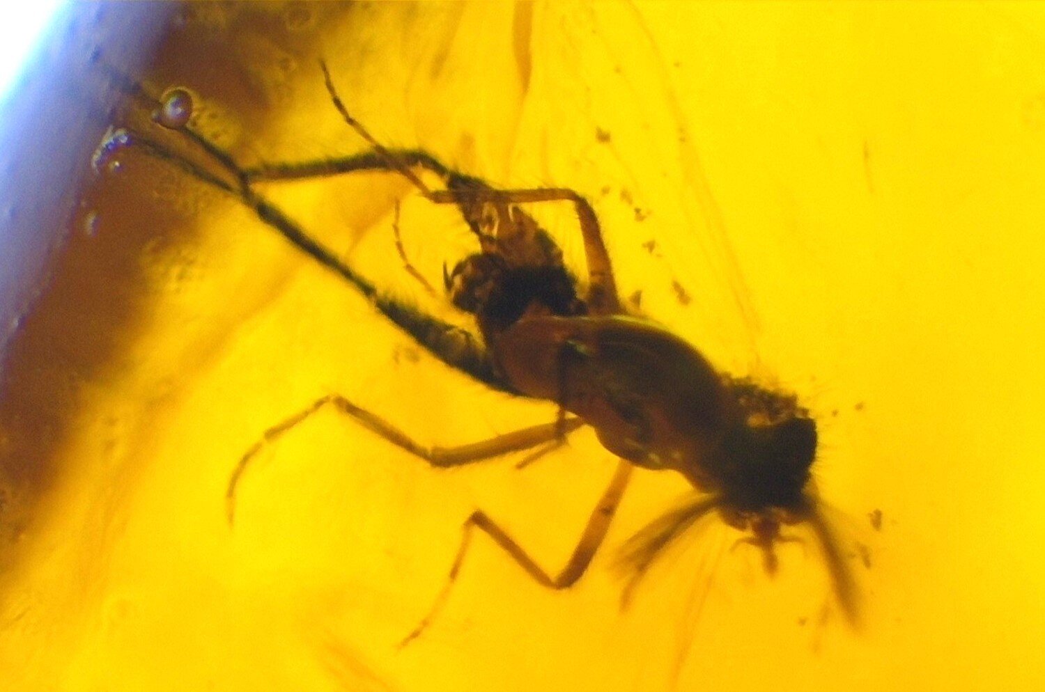 Natural Dominican Amber Insect Fossil – Polished Stone – photo 5