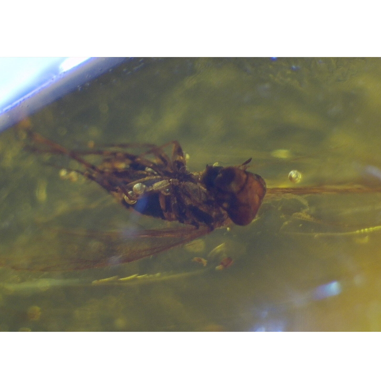 Handmade Clear Mosquito Dominican Amber 925 Sterling Silver Fossils 35mm 3.1g – photo 7