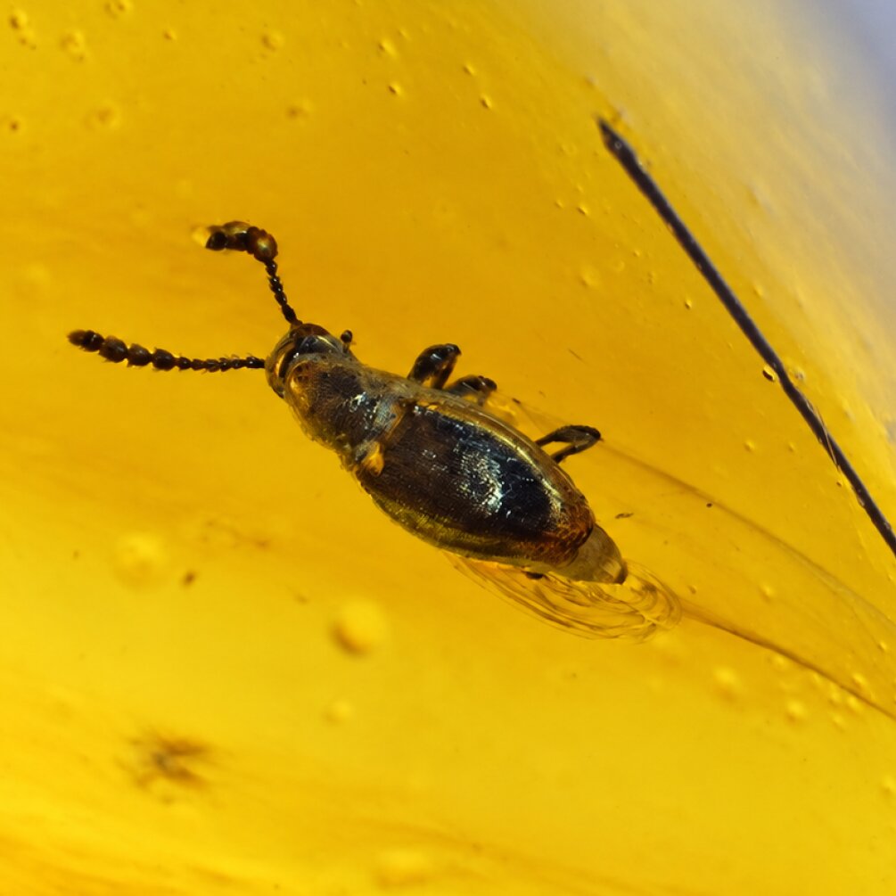 Real yellow Dominican amber Beetle stone 33mm