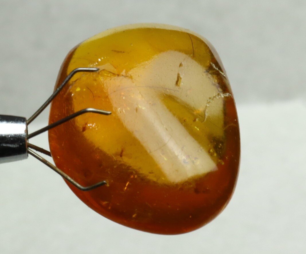 Lovely Natural Dominican Clear Yellow Amber Fossil Insect Fleas Polished Stone 3 – photo 7