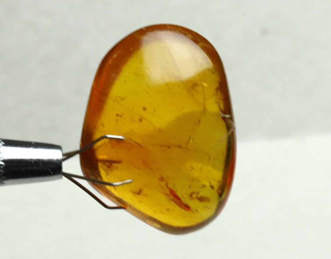 Lovely Natural Dominican Clear Yellow Amber Fossil Insect Fleas Polished Stone 3 – photo 9