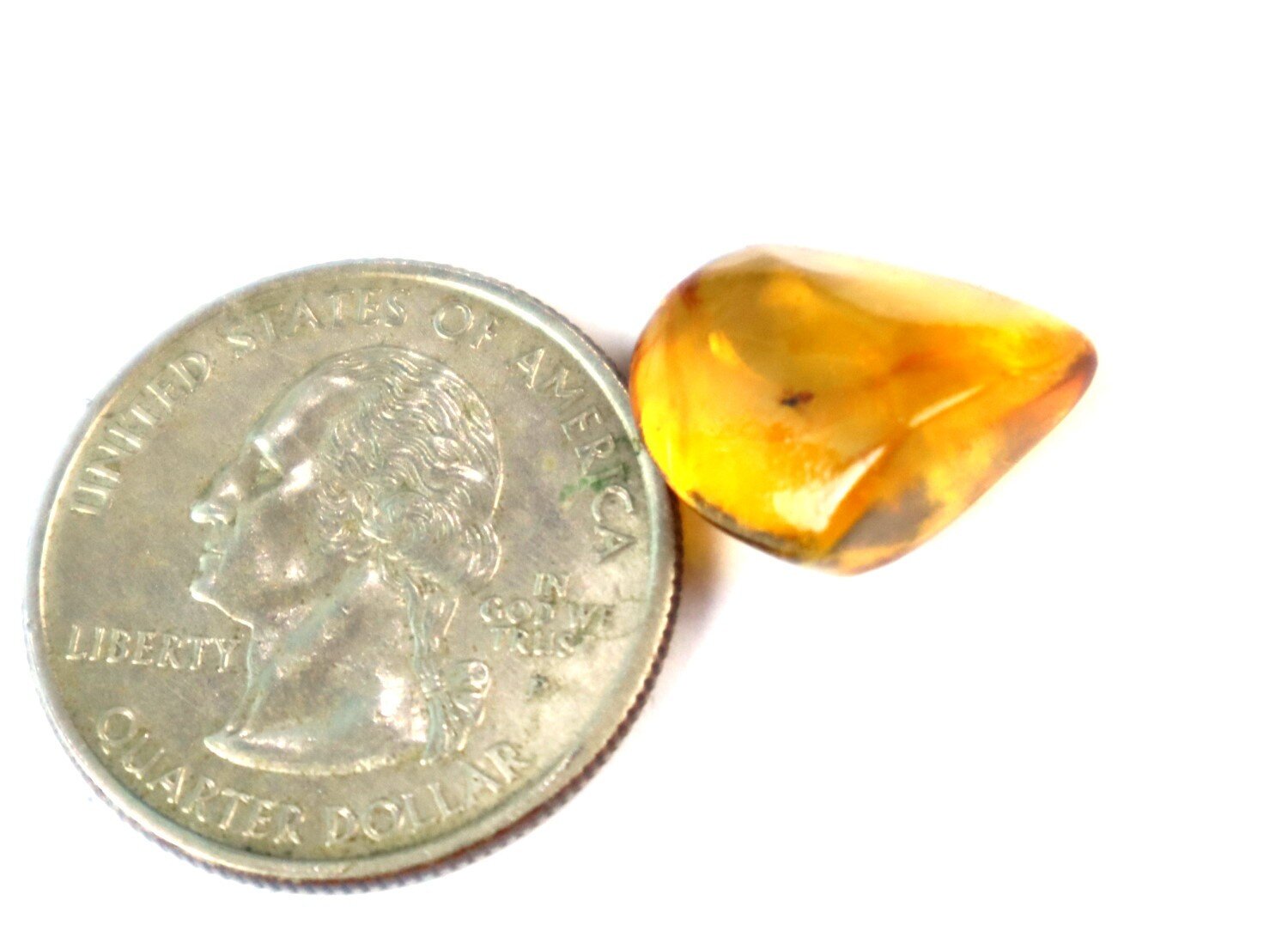 Natural Dominican Clear Amber – with Fly/Midge Inclusion (Diptera) | 15mm – photo 7