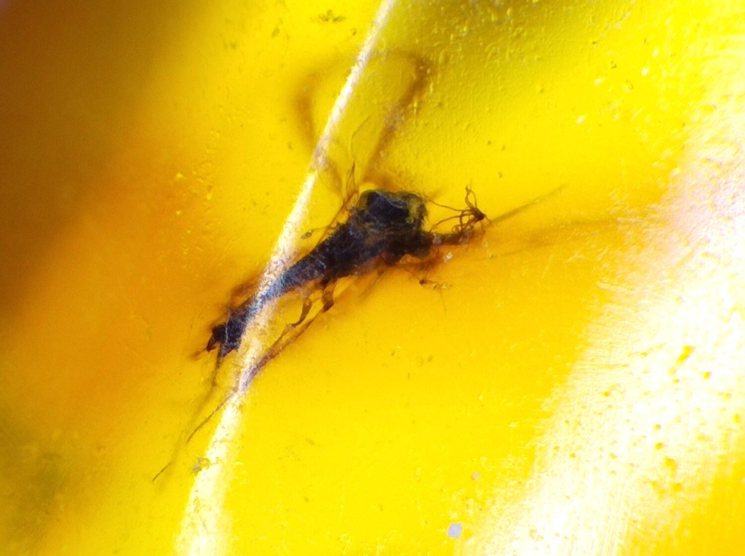 🟡 Natural Dominican Yellow Amber – Fossil Insect Inclusion – photo 5