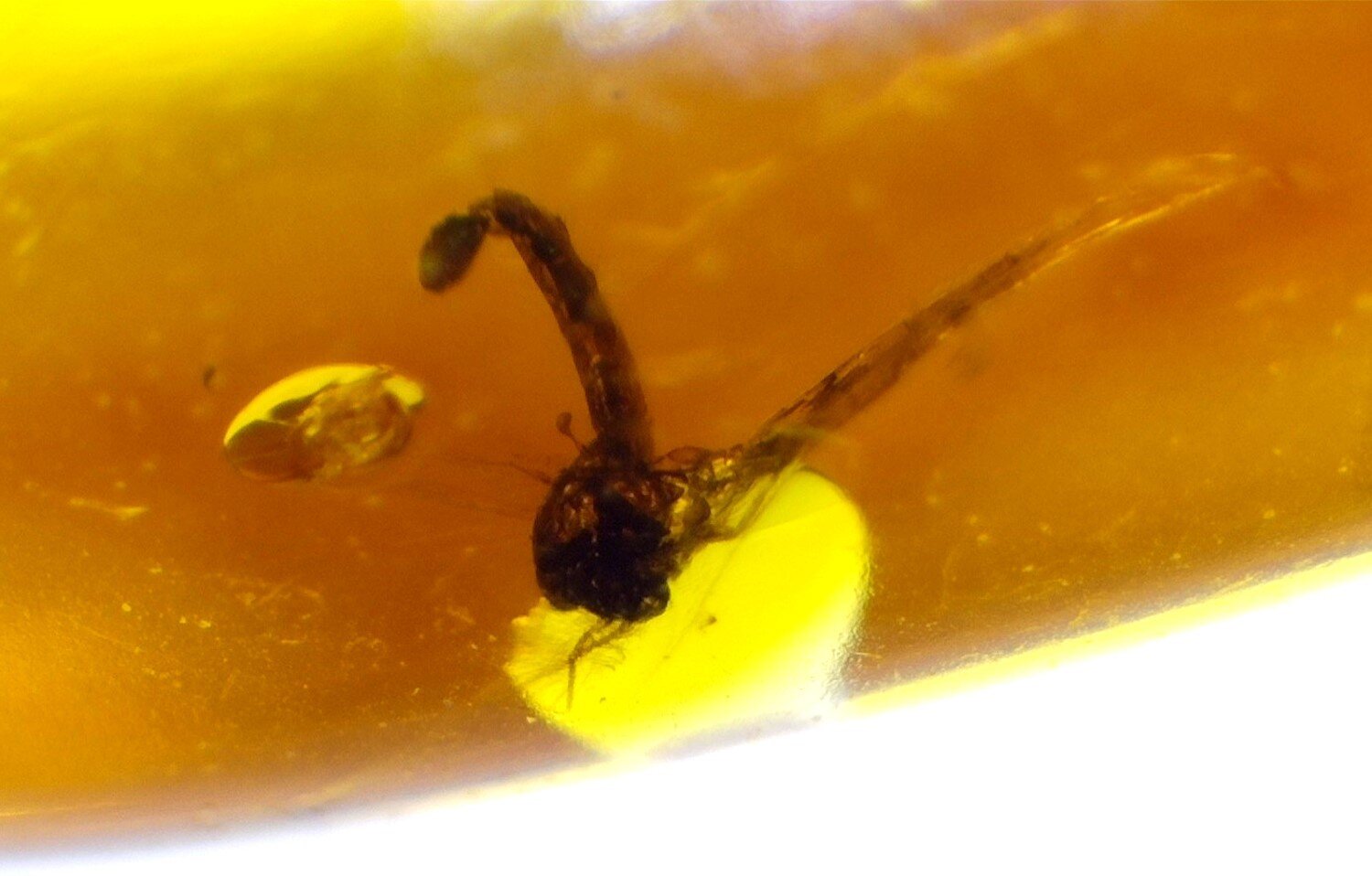Natural Dominican Clear Amber – with Parasitic Wasp Inclusion (Hymenoptera) | 21mm