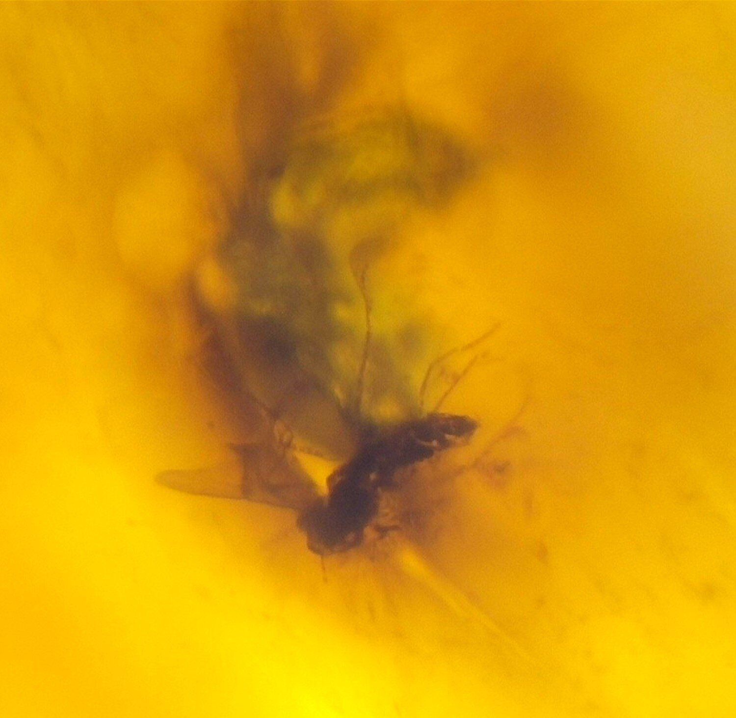 Natural Dominican Clear Amber – Polished with Double Insect Inclusion | 22mm – photo 6