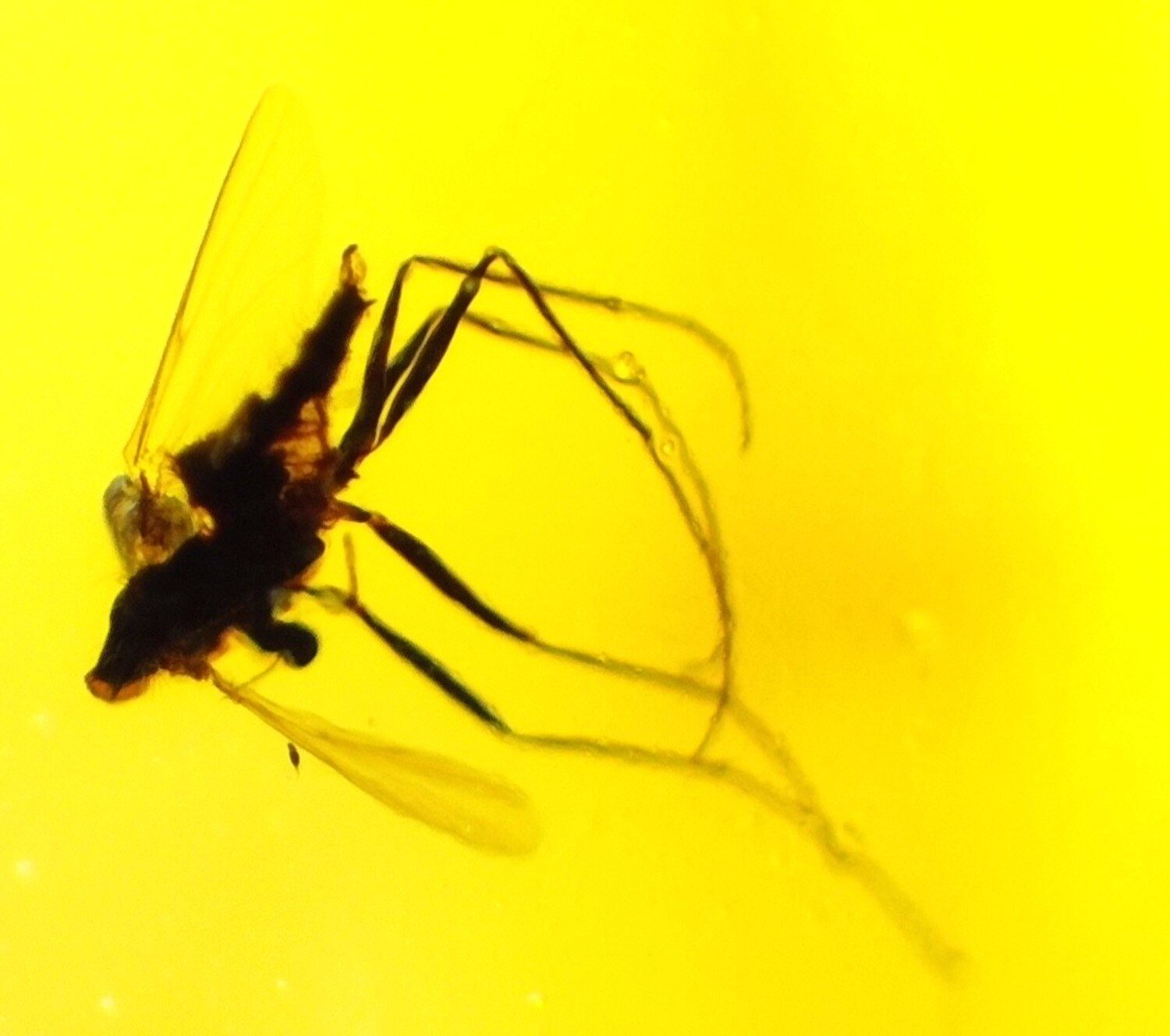 Natural Dominican Amber Insect Fossil – Polished Stone 18mm