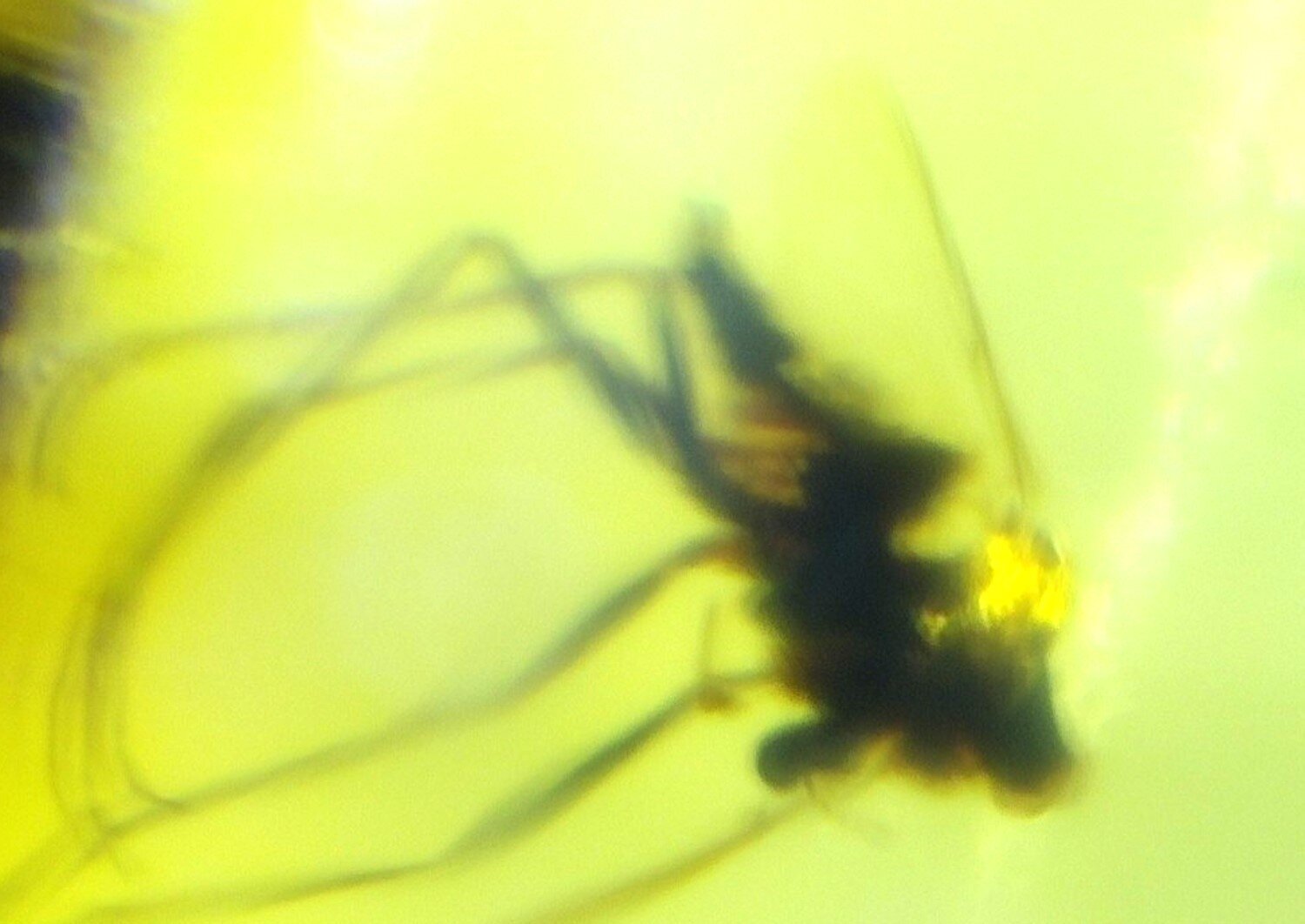 Natural Dominican Amber Insect Fossil – Polished Stone 18mm – photo 3