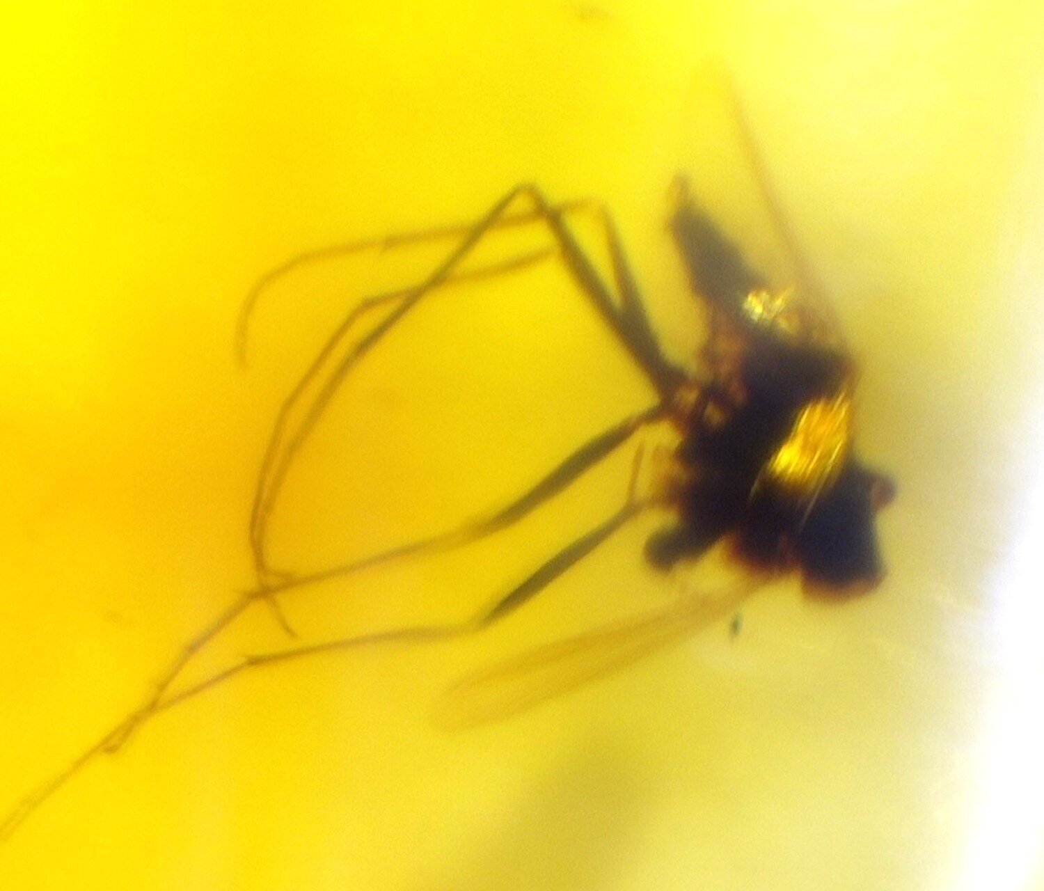 Natural Dominican Amber Insect Fossil – Polished Stone 18mm – photo 4