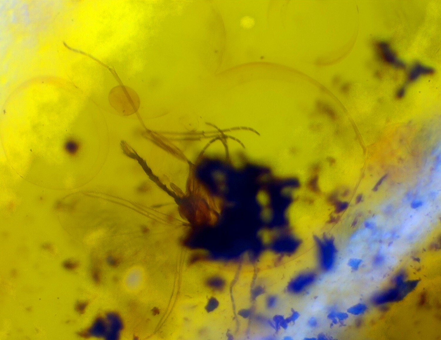 Beautiful Natural Dominican Amber Flying Insect Fossil 24mm – photo 5