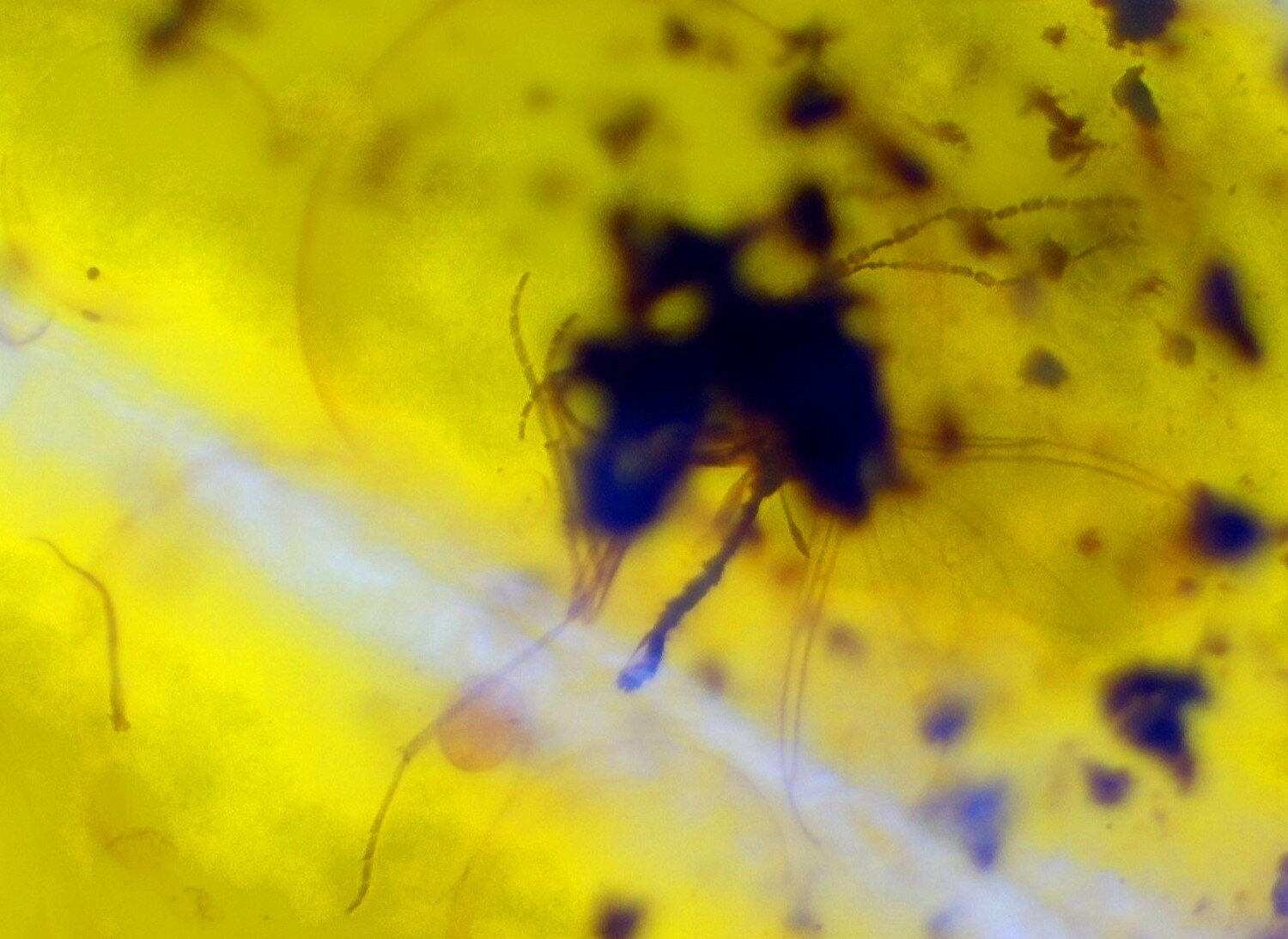 Beautiful Natural Dominican Amber Flying Insect Fossil 24mm – photo 6