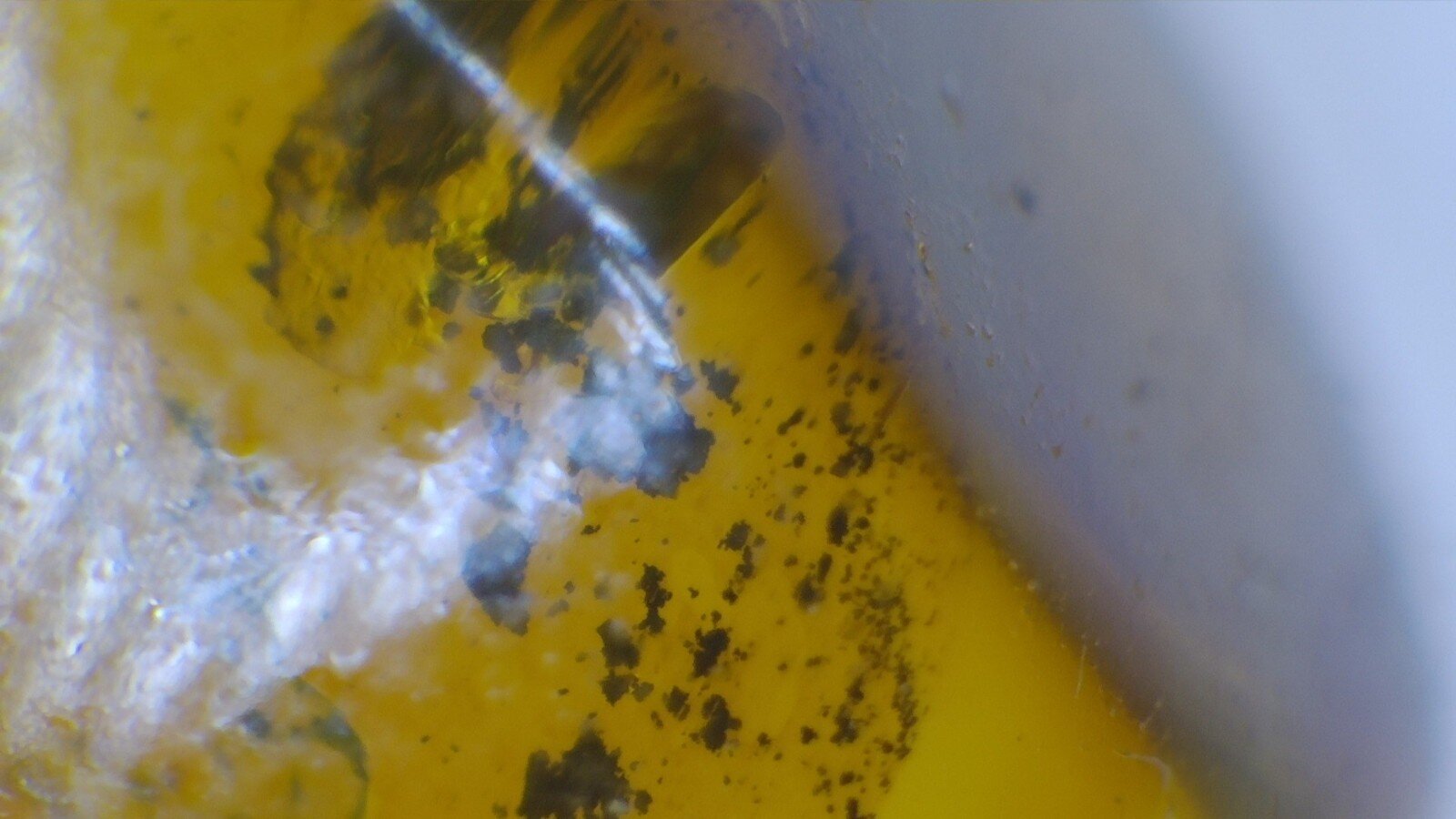 Dominican Amber with Natural Botanical Inclusion – photo 4