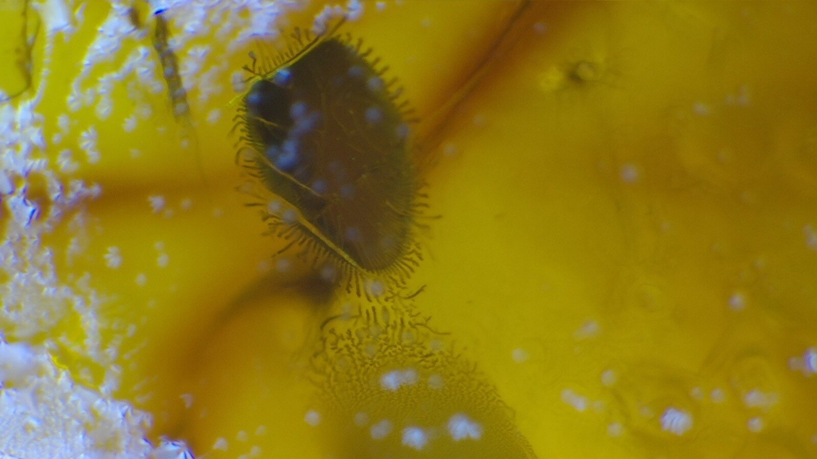 Premium Dominican Amber with Botanical Inclusion – photo 6